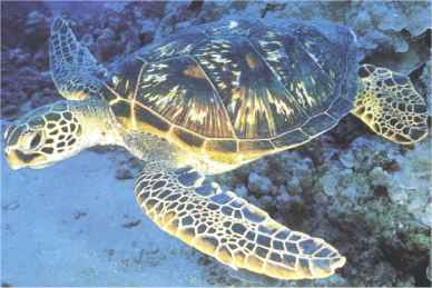 tortue_franche