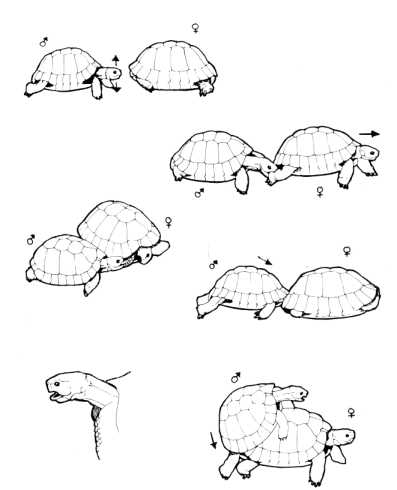 accouplement_tortues_terrestres