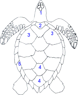 écailles_tortue_marine