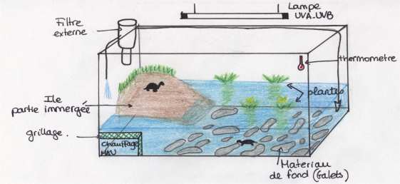 aquaterrarium tortues aquatiques