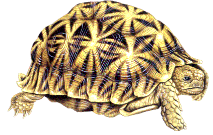 tortue ocellée