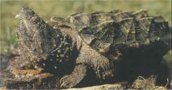 tortue_alligator