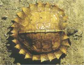 tortue_epineuse